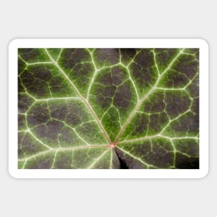 Leaf Lightning. Nature Photography Sticker